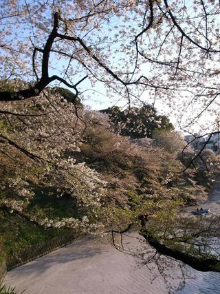 Sakura